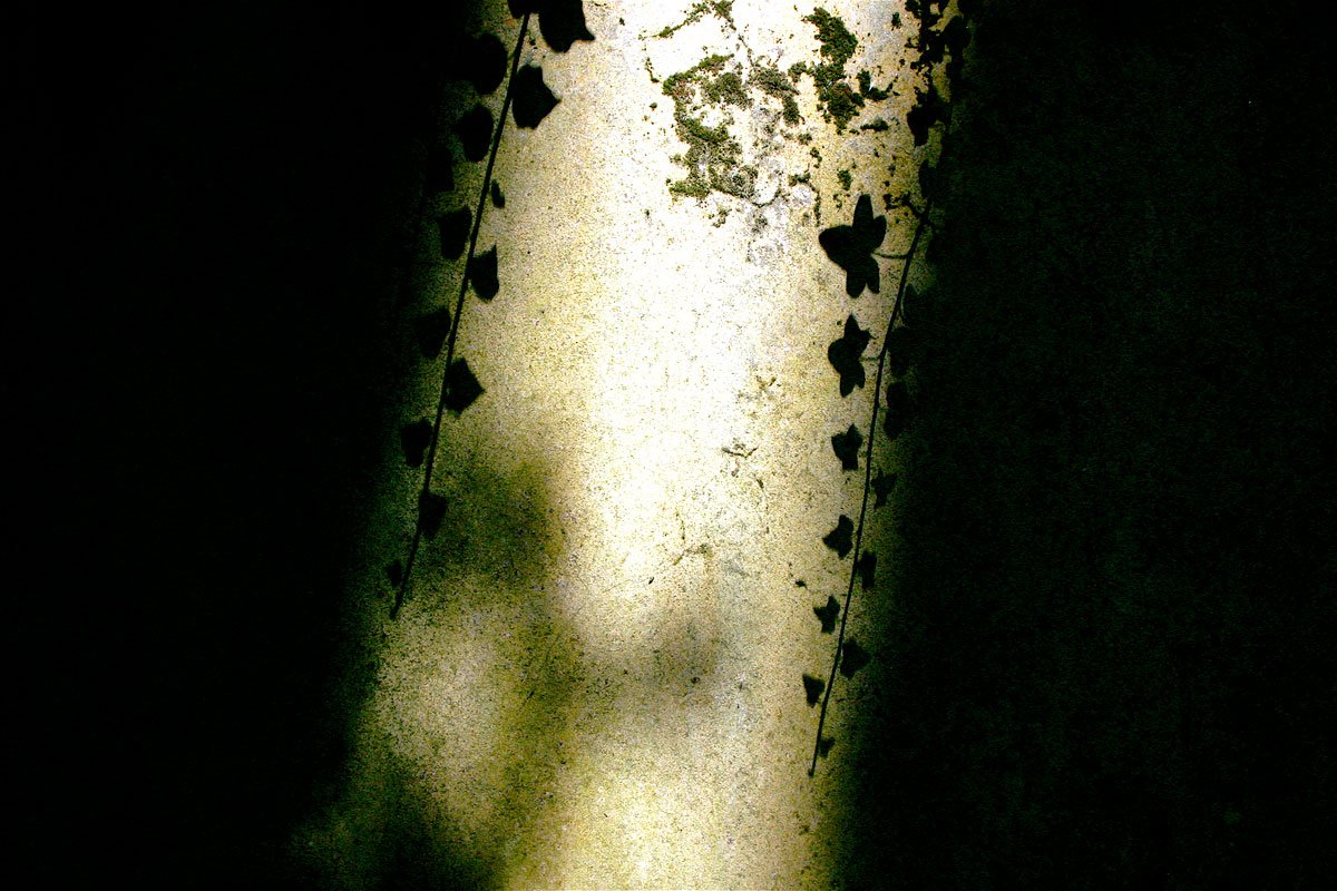 leaf-shadow.jpg